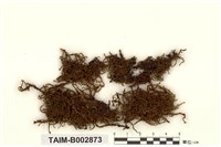 藏品(毛尖卷柏苔)的圖片